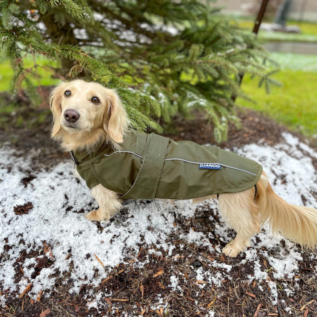 DJANGO City Slicker All-Weather Dog Jacket & Raincoat